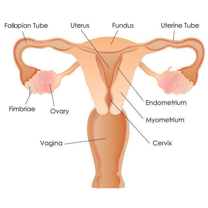 GFundus Nedir?