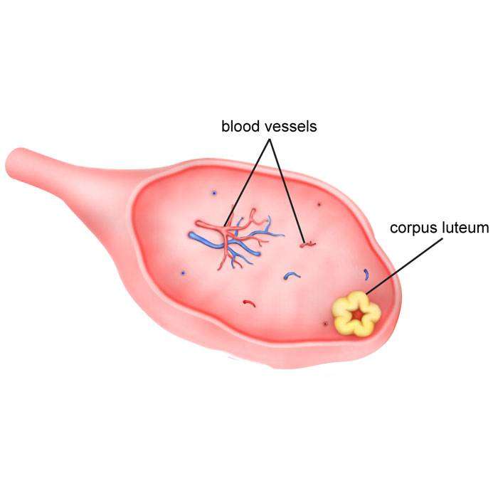 GCorpus (korpus) Luteum Nedir?