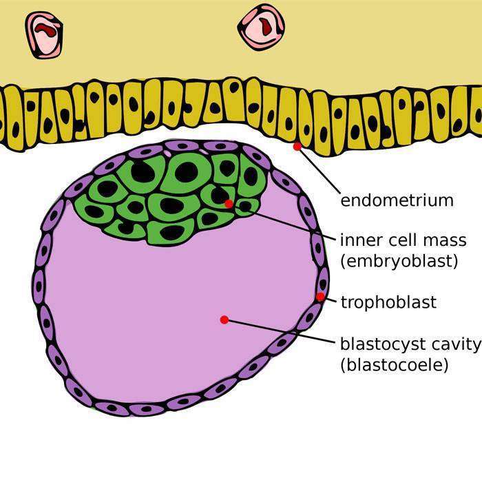 GTrofoblast Nedir?