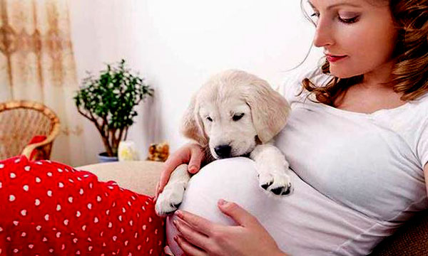 gebelikte evde köpek beslenmek