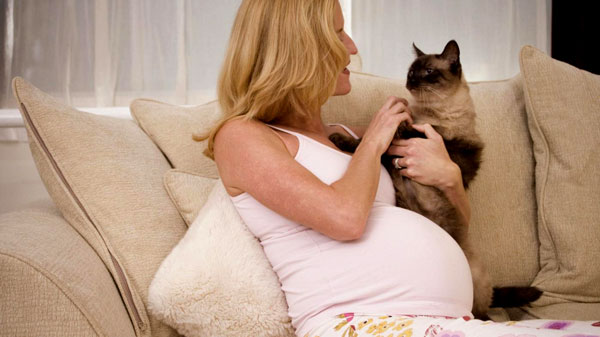 gebelikte kedi beslemek