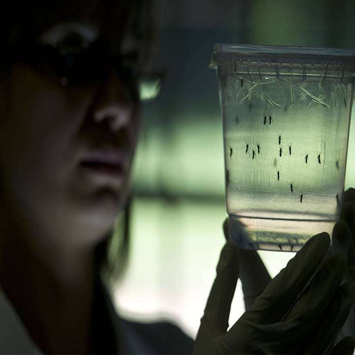 Zika Virüsü Nedir?