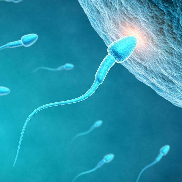 Çip Yöntemi ile Gebe Kalma Oranı Arttı!