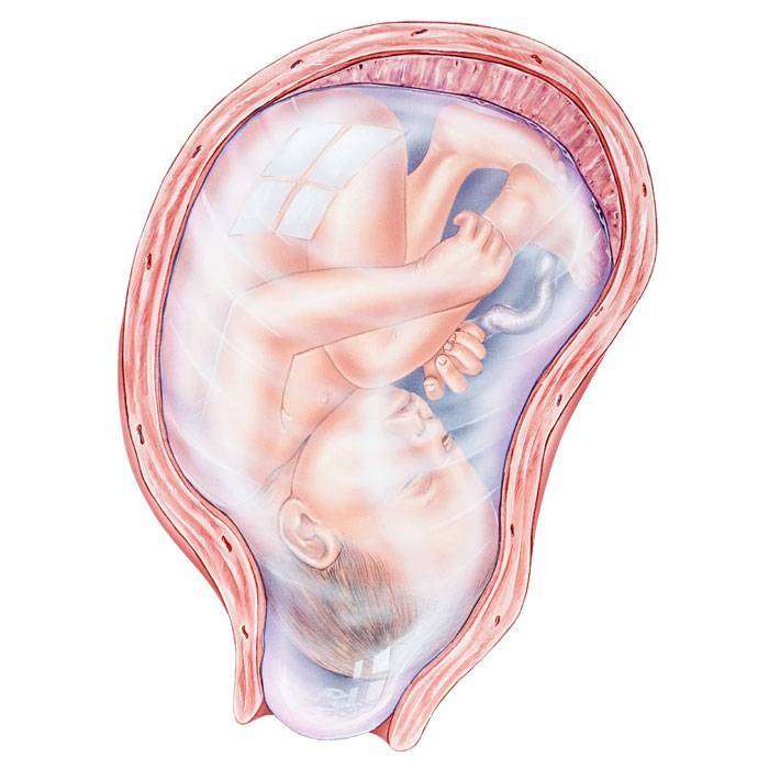 GAmniyon Kesesi Nedir?