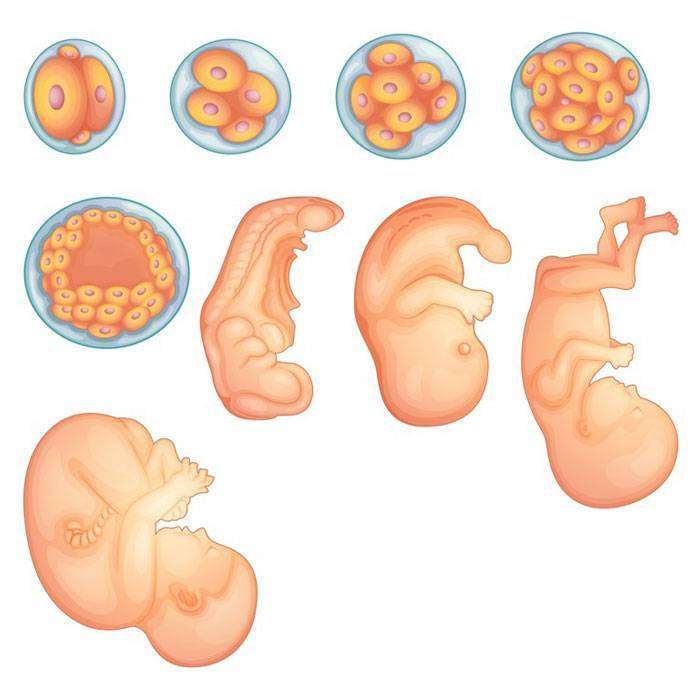 GEmbriyonik Periyot Nedir?