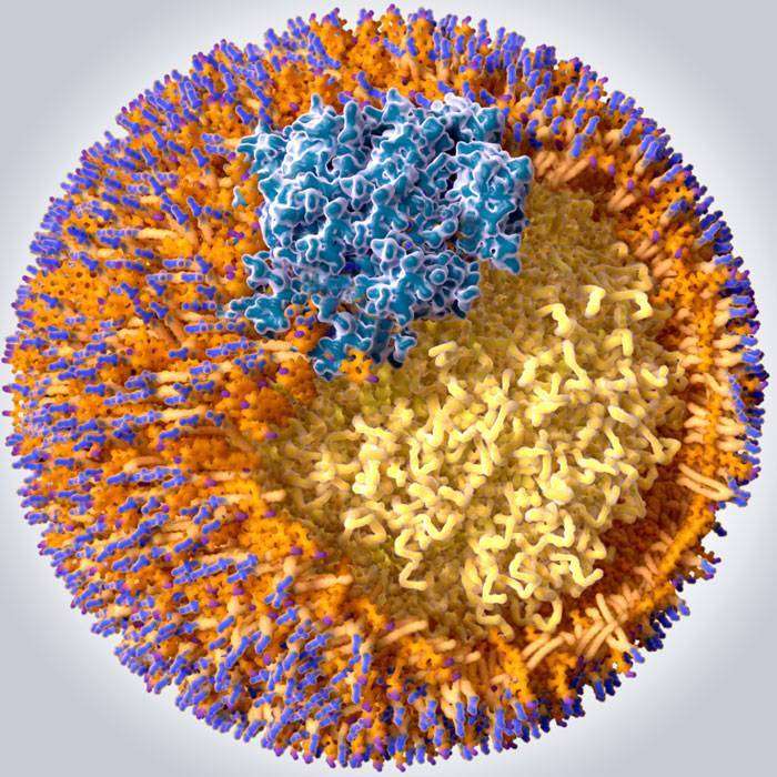 GFosfolipidler Nedir?