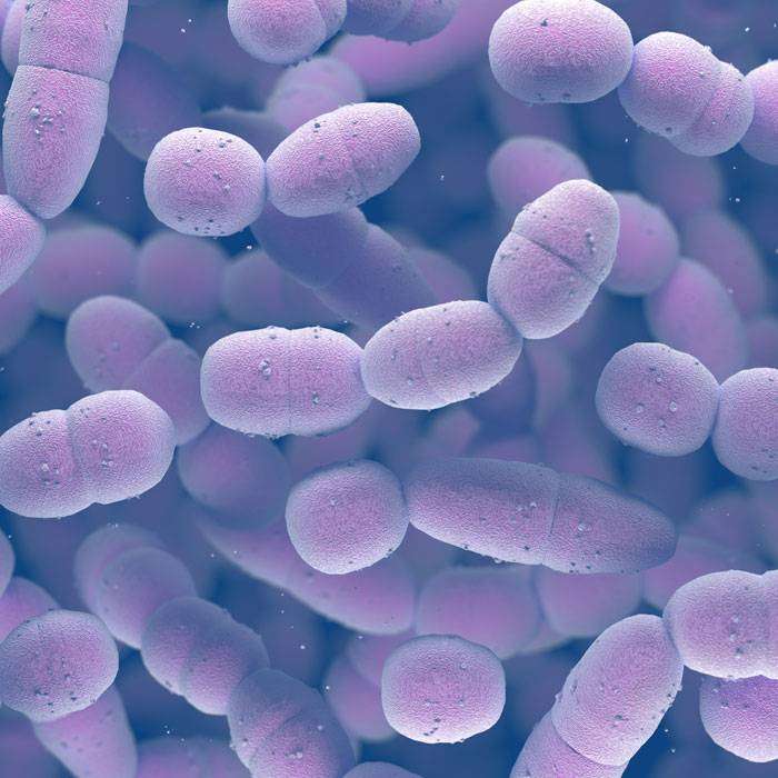 GGrup B Streptokok (Gbs) Enfeksiyonu Nedir?