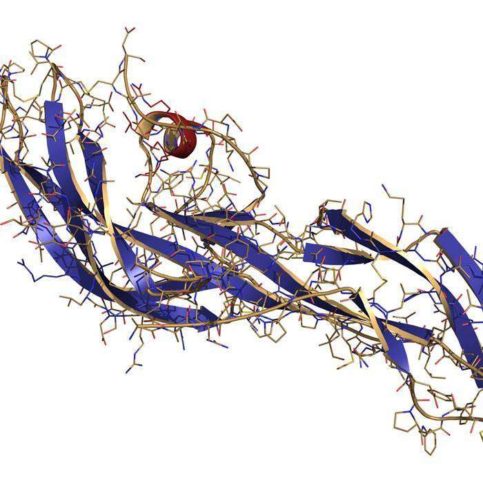 Gİnsan Koryonik Gonadotropin Nedir?