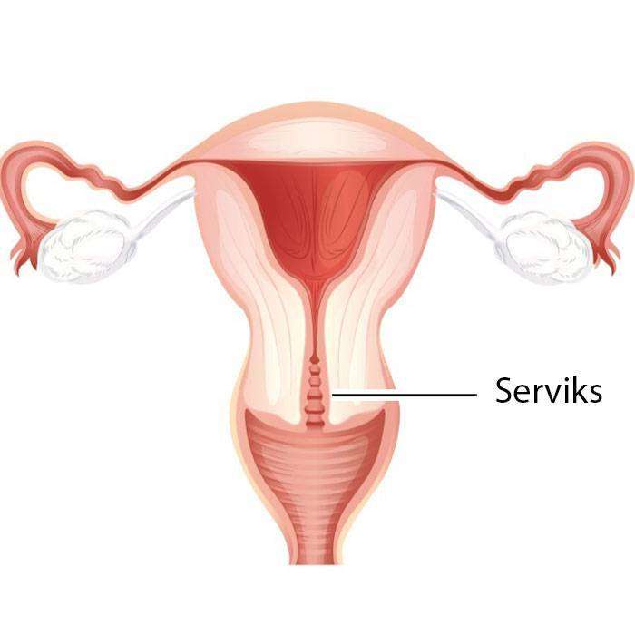 GServiks Nedir?