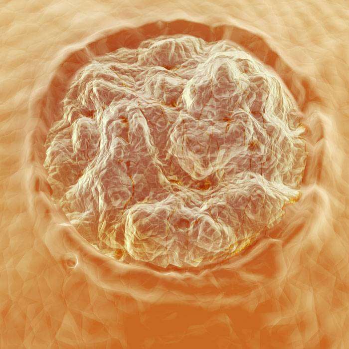 GZührevi Siğiller Nedir?