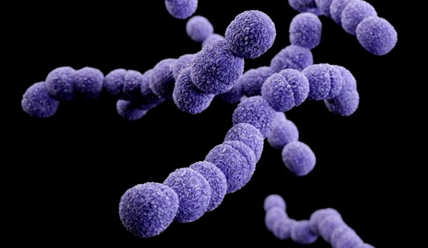 Grup B Strepkokok (GBS) Nedir?