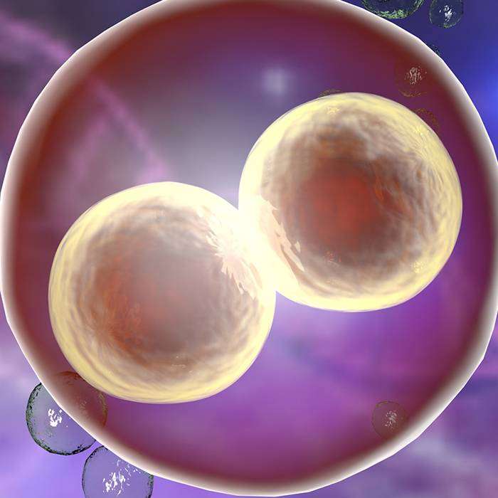 Gebeliğin İlk Haftalarında Vücutta Neler Oluyor?