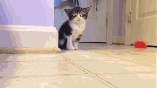 gif6