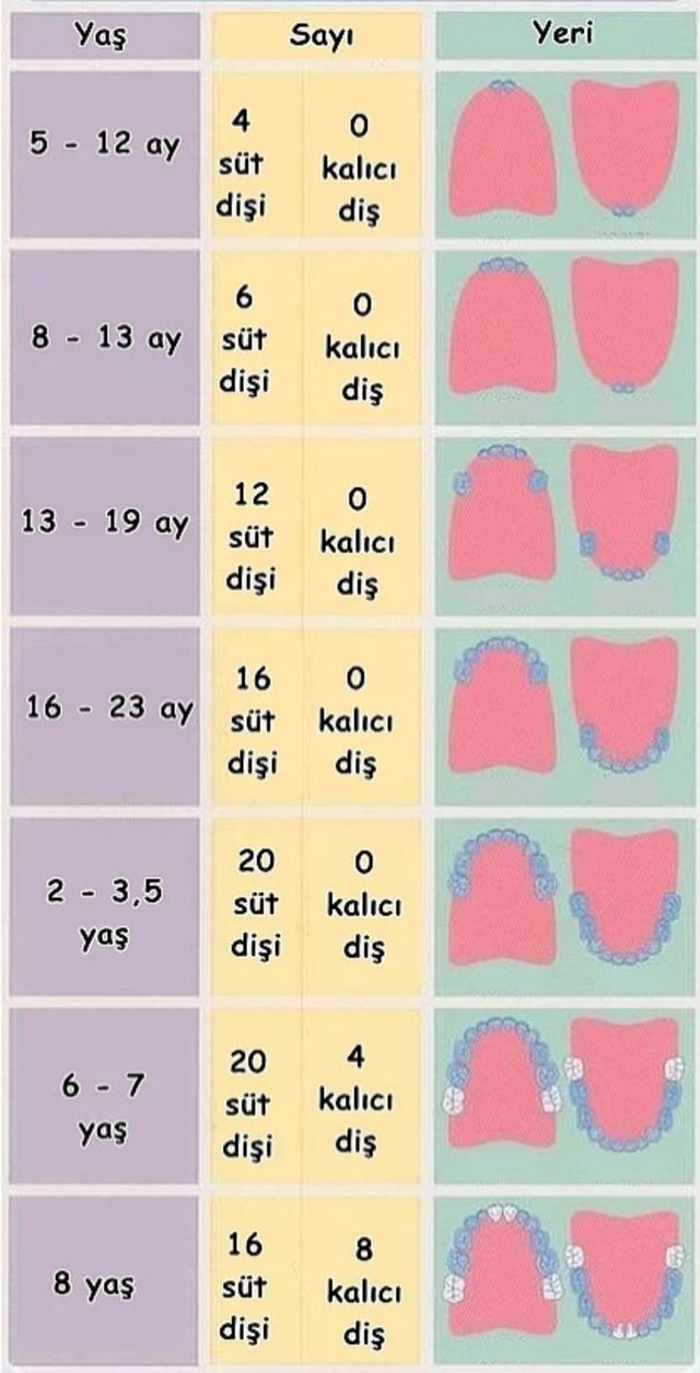 dis-cikarma-cizelgesi-11