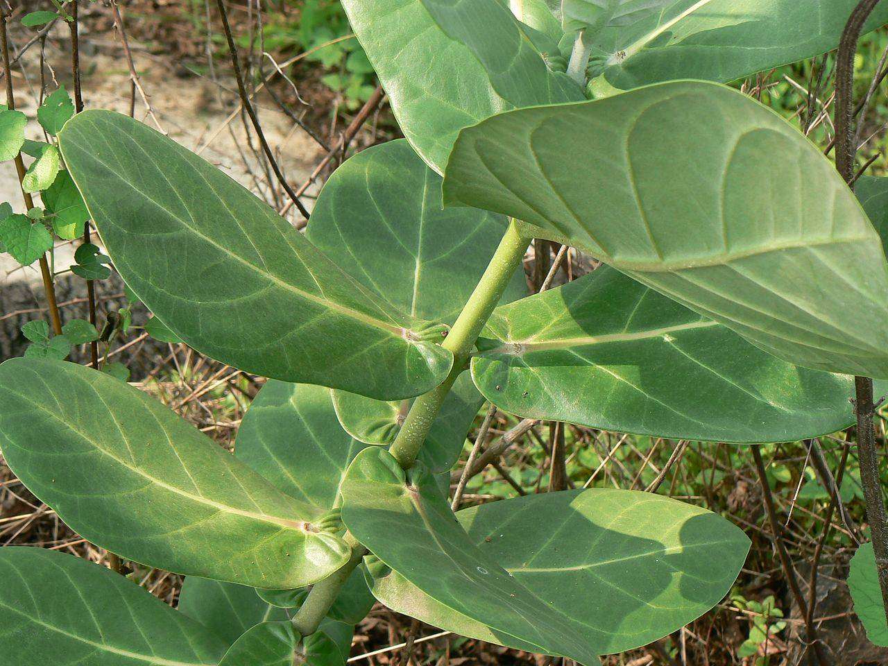 ipek-otu-1