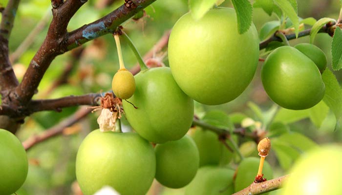 kabızlığa-iyi-gelen-besinler-erik