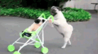 bebekleri kıskanan köpekler