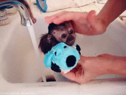 giphy-downsized (11