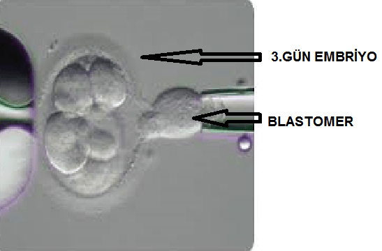 mitascore