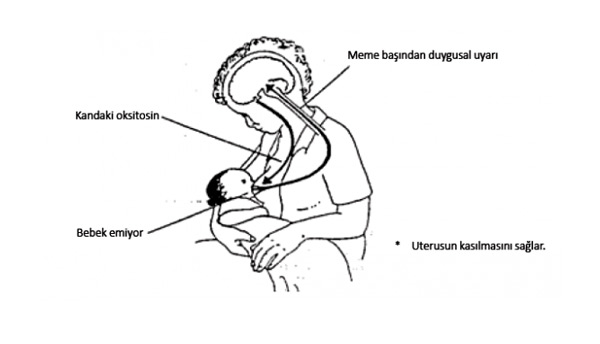 süt hormonunun fiziksel etkileri 