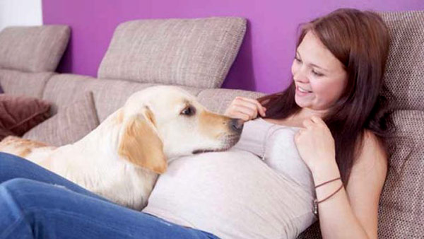 gebelikte evcil hayvan