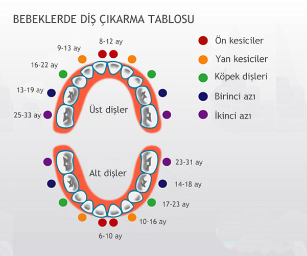 bebeklerde diş çıkarma sırası resimli