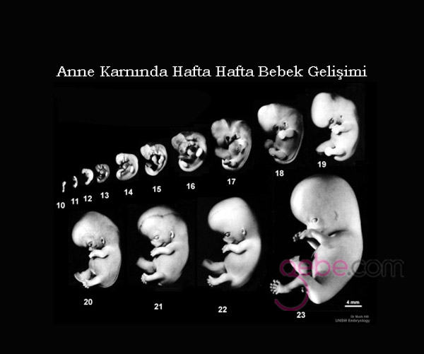 anne karnındaki bebeğin haftalık gelişimi