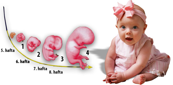 embriyonun organ gelişimi