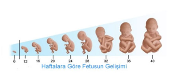 Gebelikte hafta hafta bebeğin kilosu