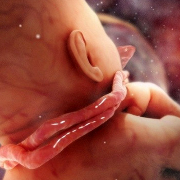 GKordon Dolanması Nedir?