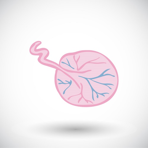 lotus doğum yöntemi