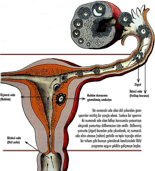 hamilelik belirtisi olan yerleşme kanaması 