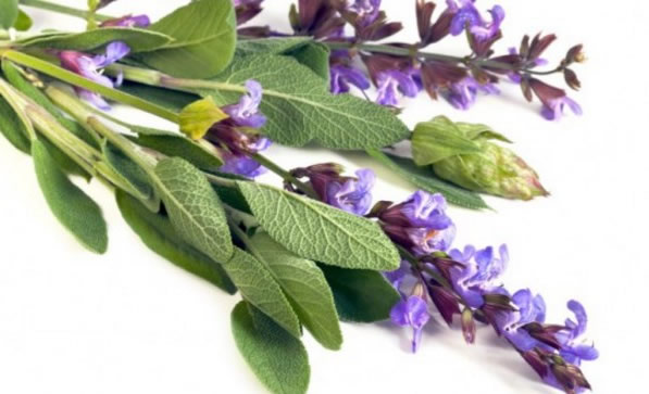 adaçayı