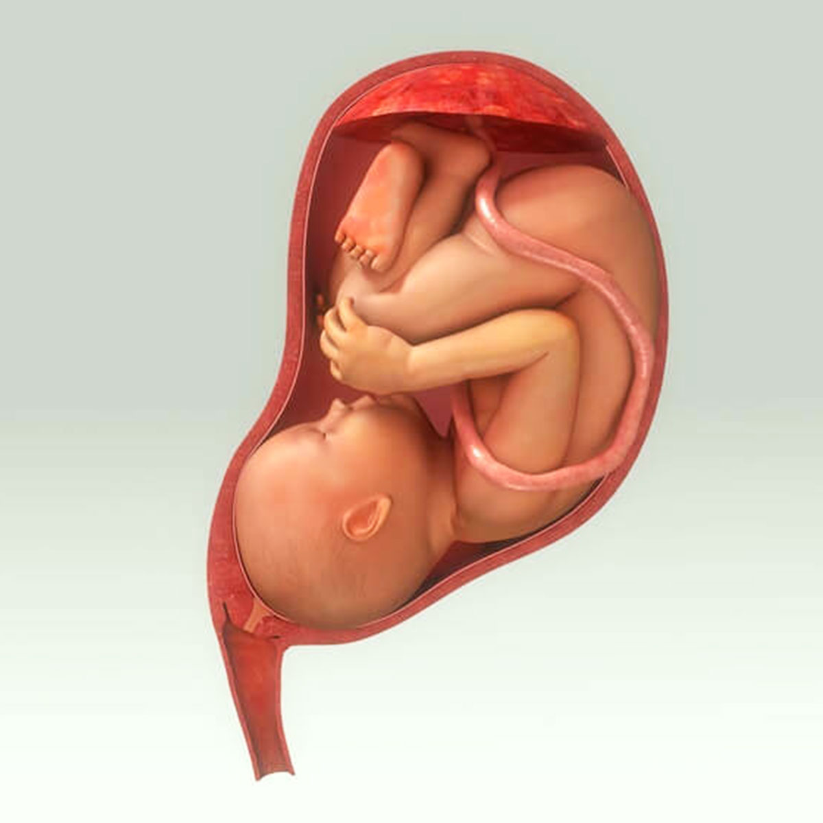 Anne Karnındaki Bebekler Oksijen İhtiyacını Nasıl Karşılar?