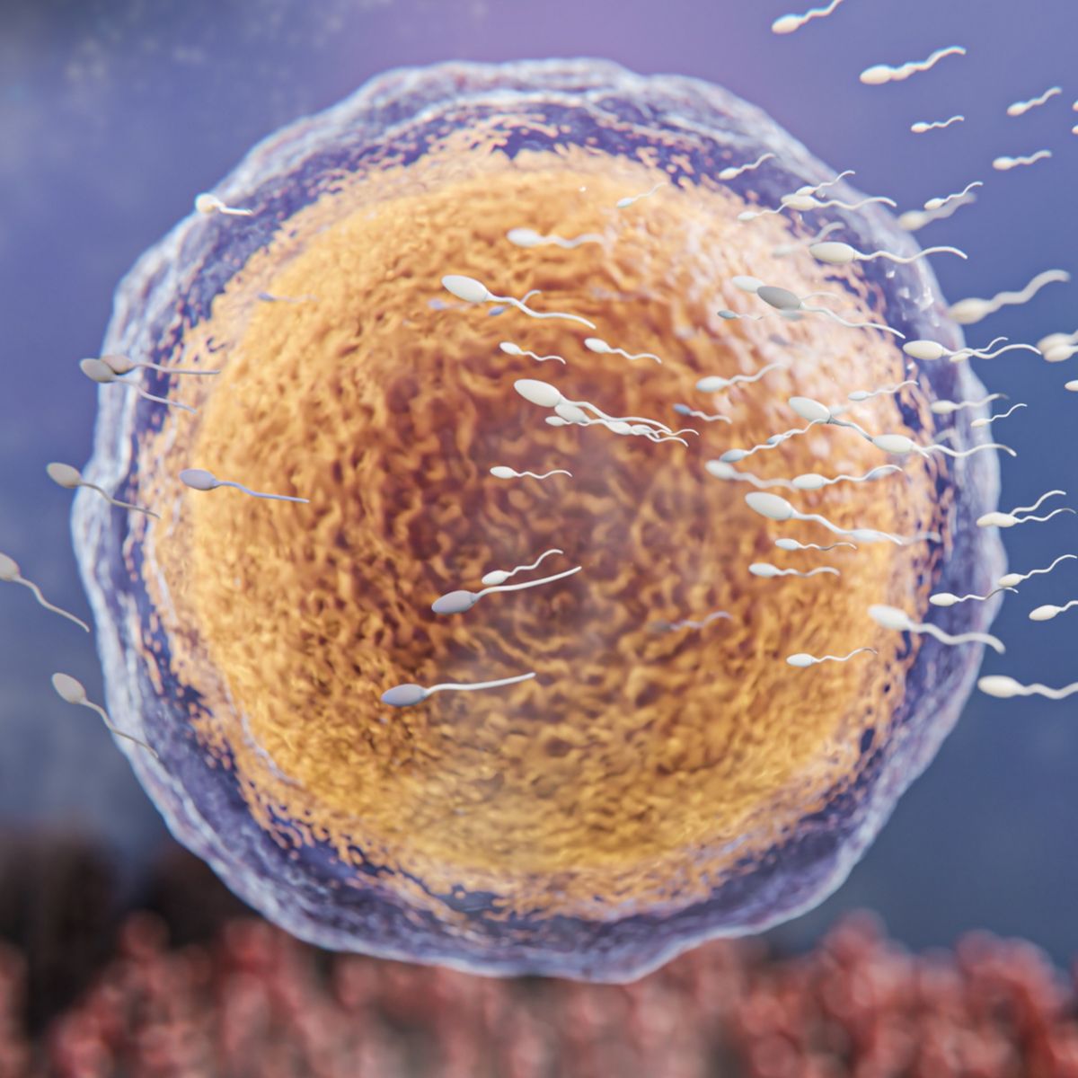Sperm Sayısını Artıran Besinler Neler? Sperm Arttırıcı Yiyecekler
