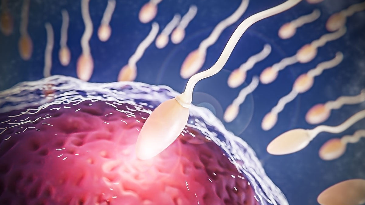 Sperm Yutulursa Hamile Kalınır Mı?